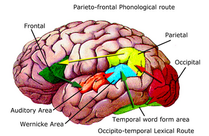 readingbrain.png