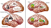 cerebro.png